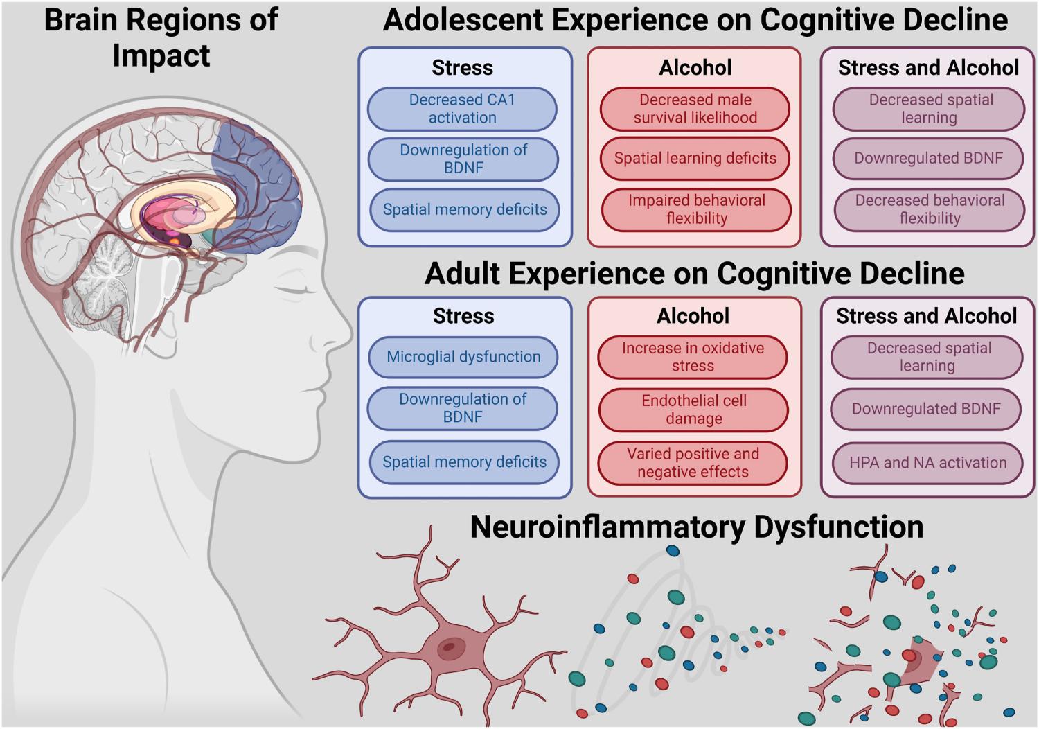 Fig. 1. Major themes and regions impacted by stress and alcohol throughout the lifespan.