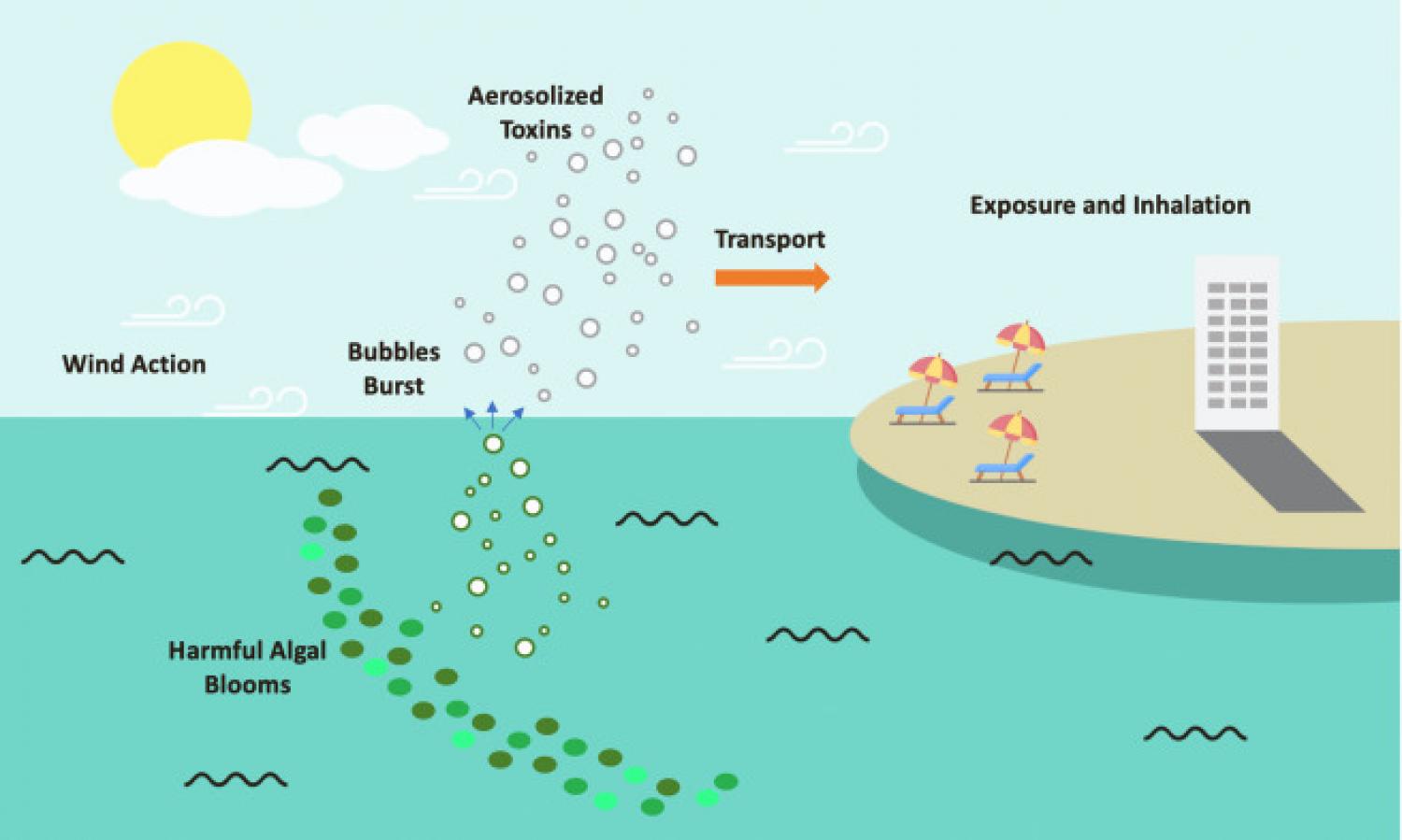 Fig. 1. Diagram depicting the mechanisms of aerosolization, transport, and exposure to harmful algal bloom toxins.