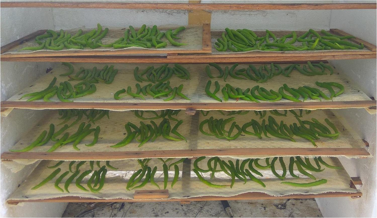 Green chilli on the trays of drying cabinet.