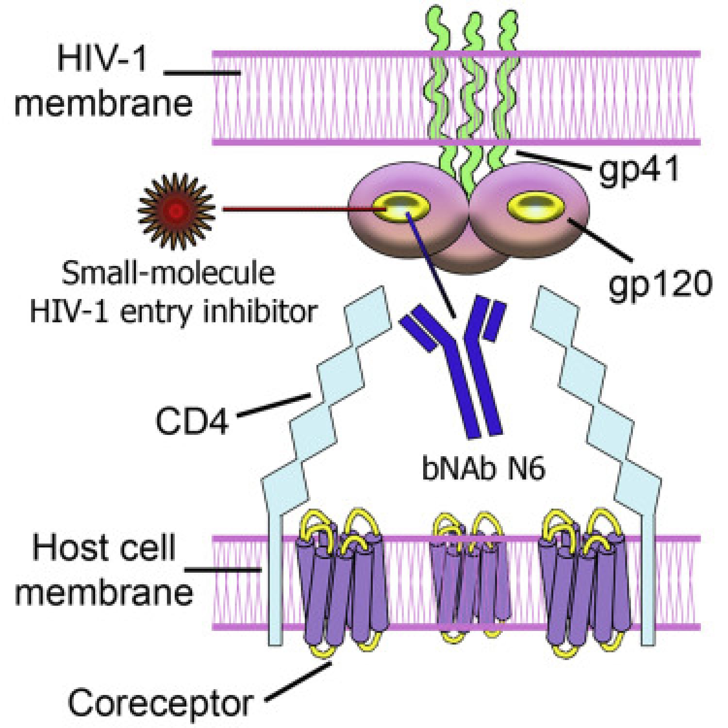 Graphical abstract Graphical abstract