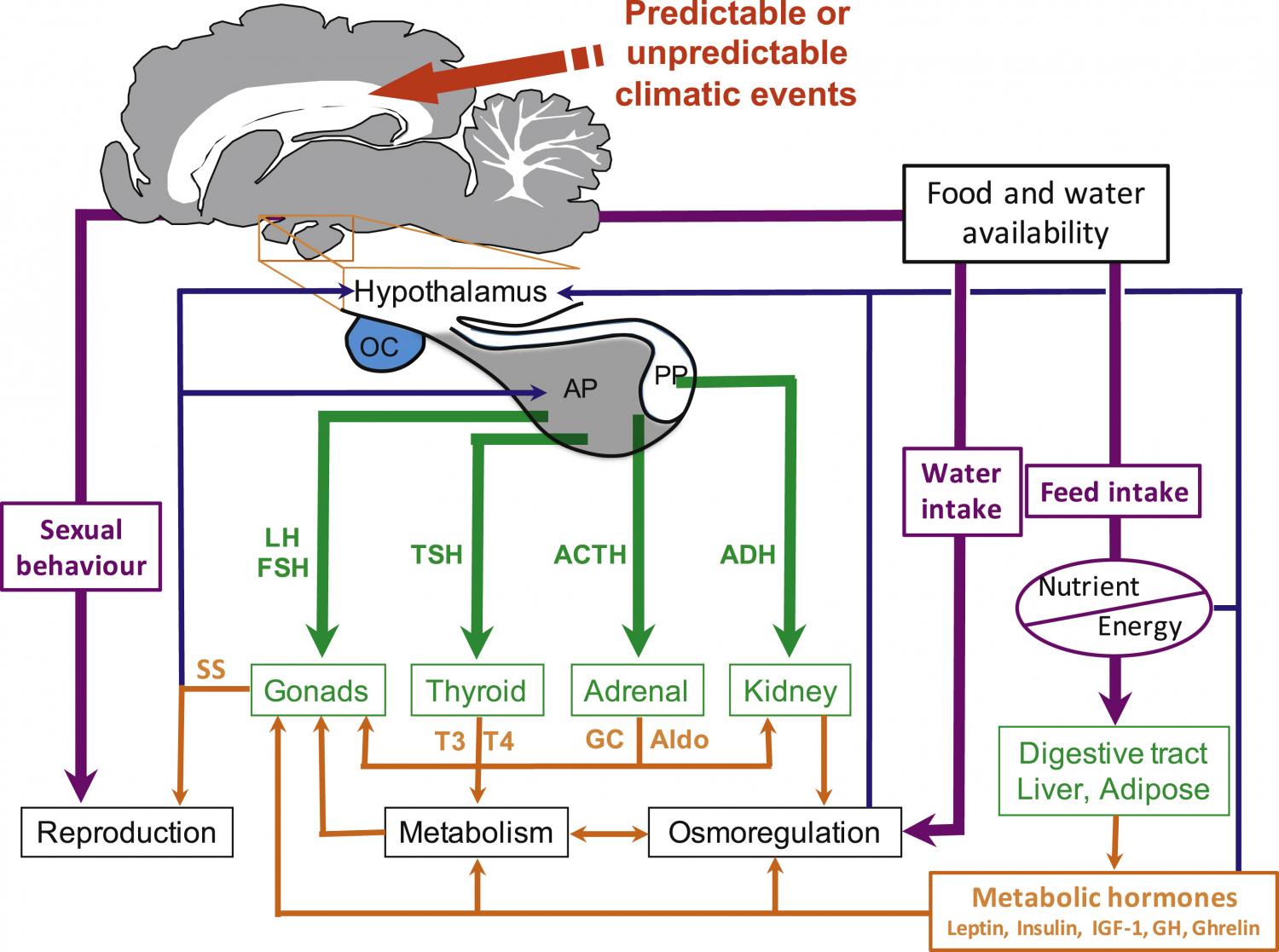Schematic diagram of the biological functions and regulatory mechanisms that may be affected by environmental variations associated with climate change.