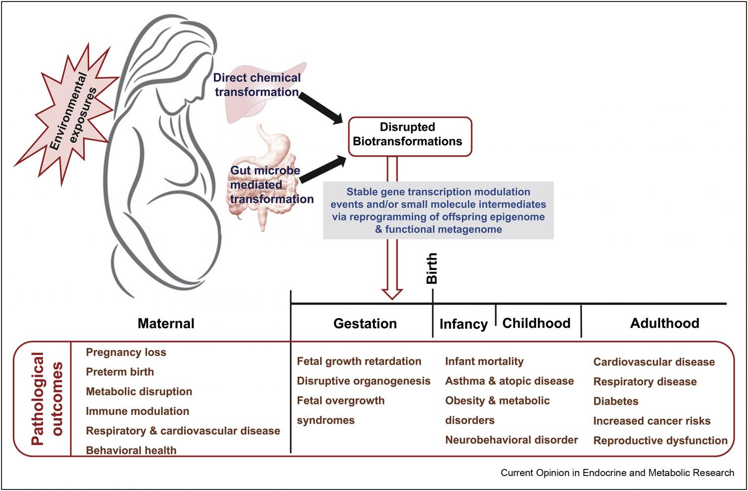 Decades of population-based health outcomes data highlight the importance of understanding how environmental exposures in pregnancy affect maternal and neonatal outcomes.