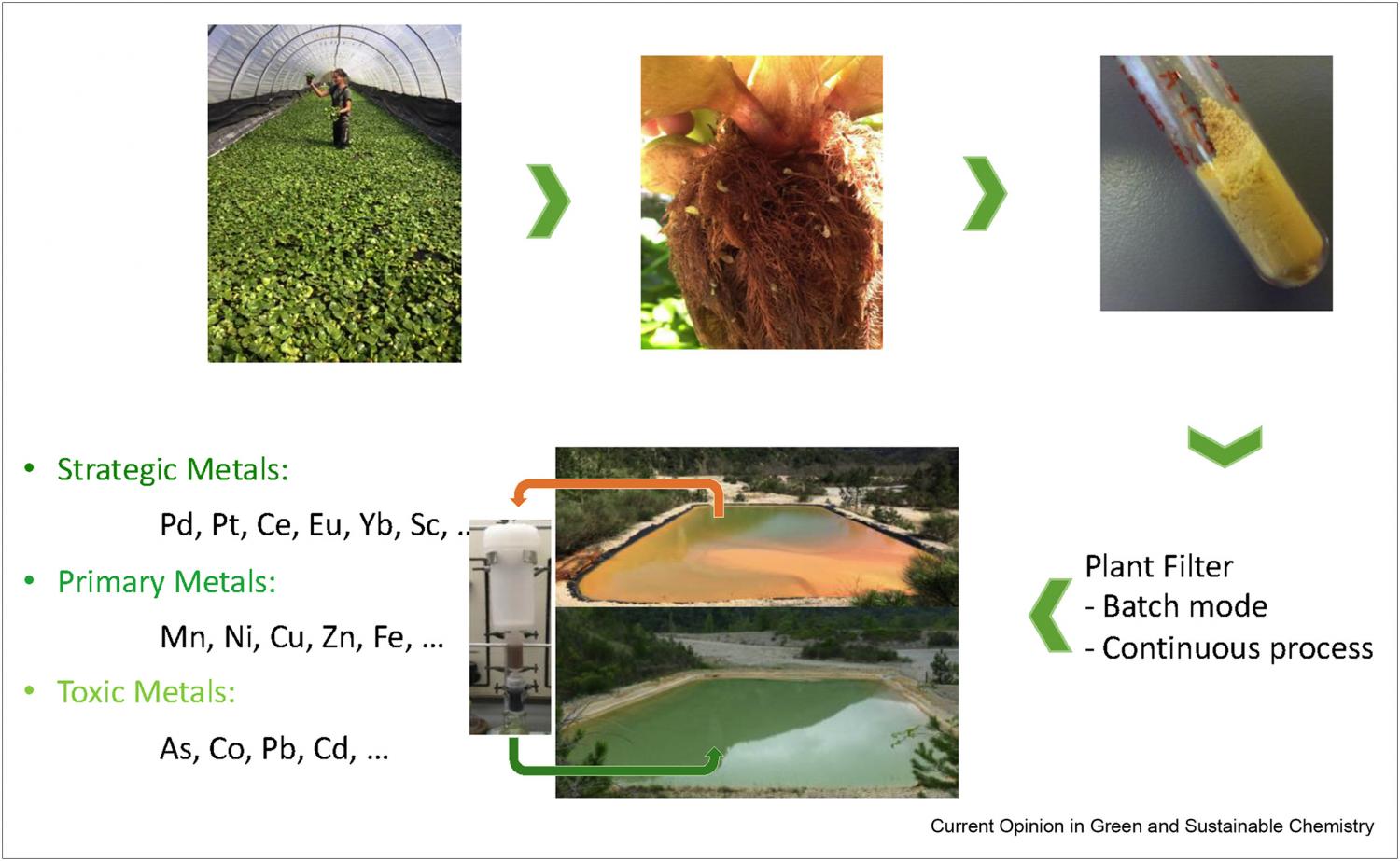 Ecological treatment of industrial effluents by biosorption based on plant filters.