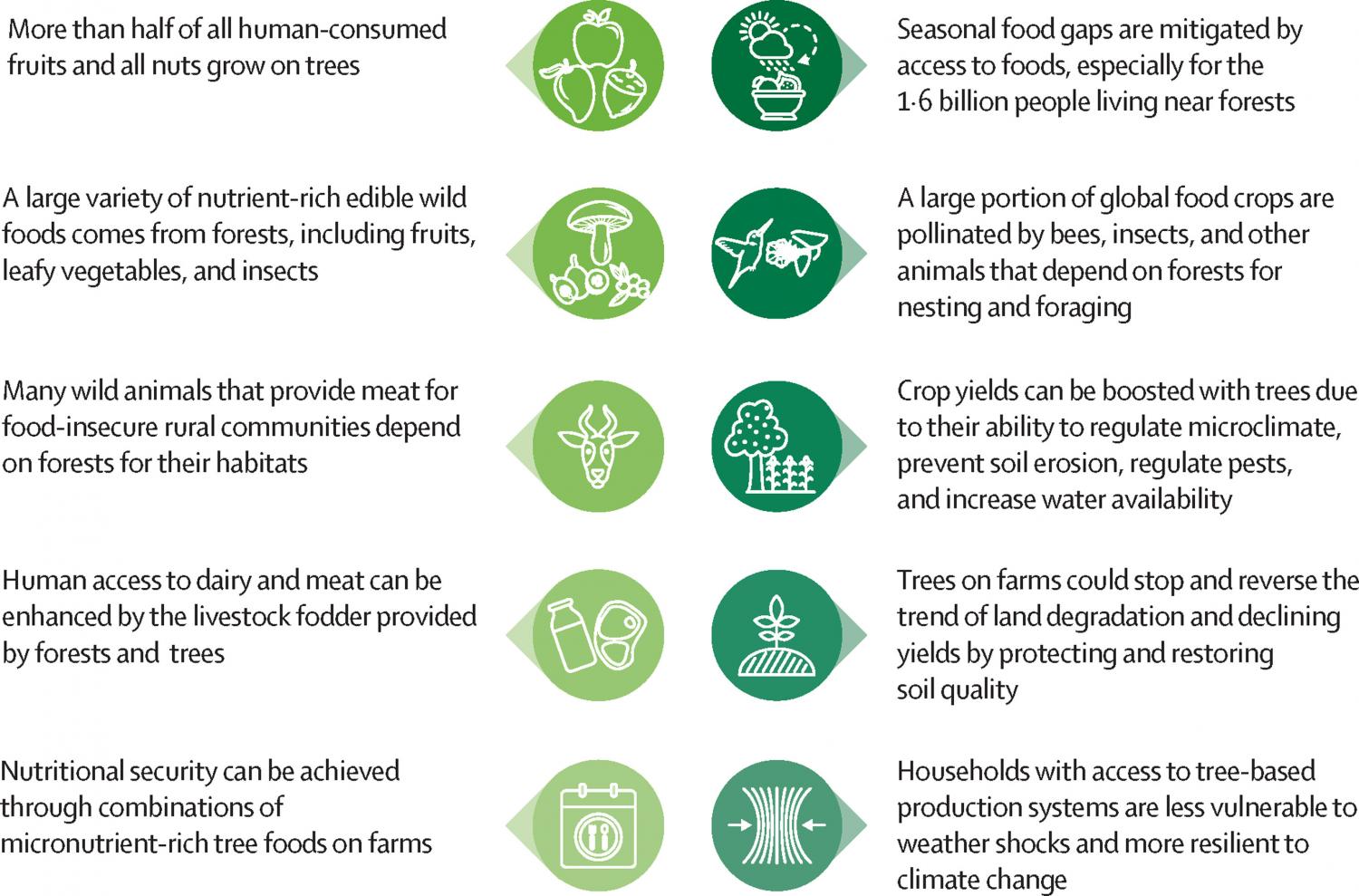 Ten reasons why trees and forests are crucial for transforming the food system