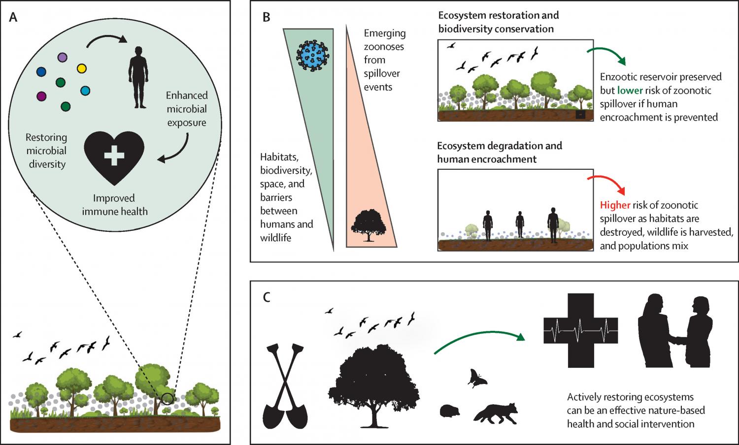 Examples of the benefits of ecosystem restoration for human health