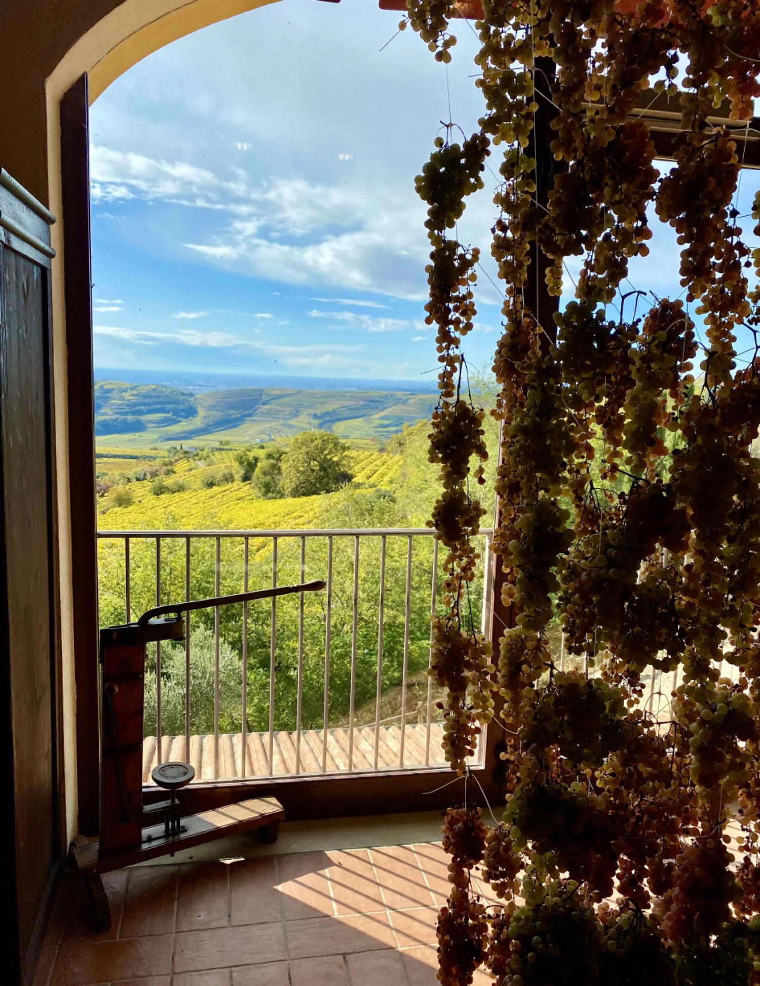 Window view on Soave’s traditional vineyards cultivated on steep-slope landscapes and drying grapes using the appassimento process (Coffele farm, FAO-GIAHS site, North of Italy)