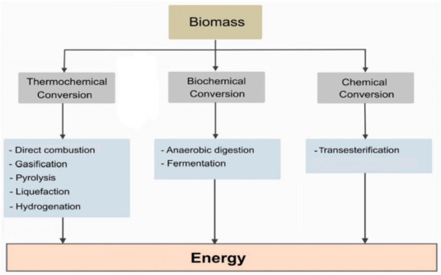 Fig. 2. Energy production conversion processes from biomass