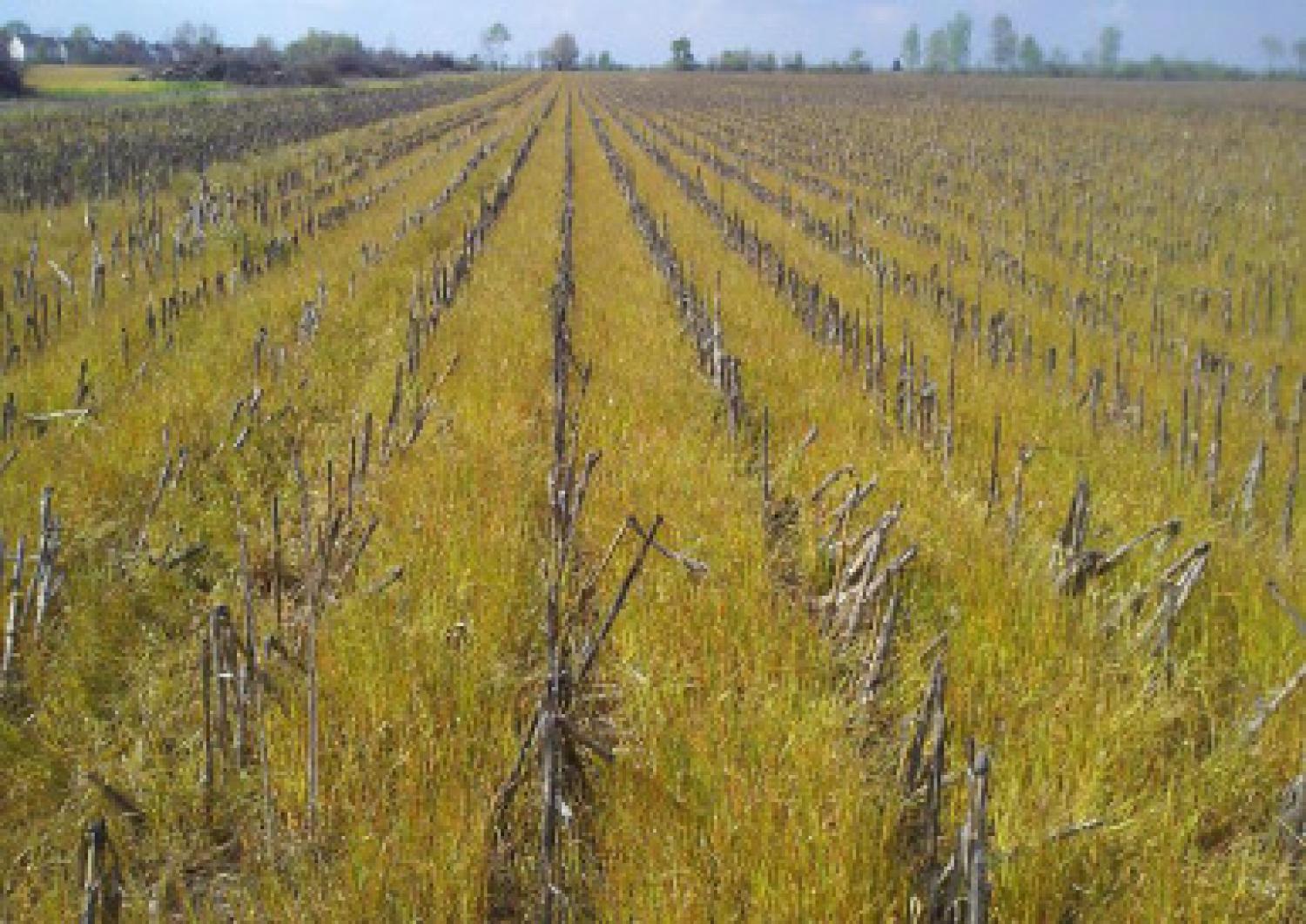 An example of agricultural field under combined cover crop and no-till practices in Indiana in the United States. Cover crop is annual rye standing in the previous crop corn residue, and cover crop is terminated using glyphosate.