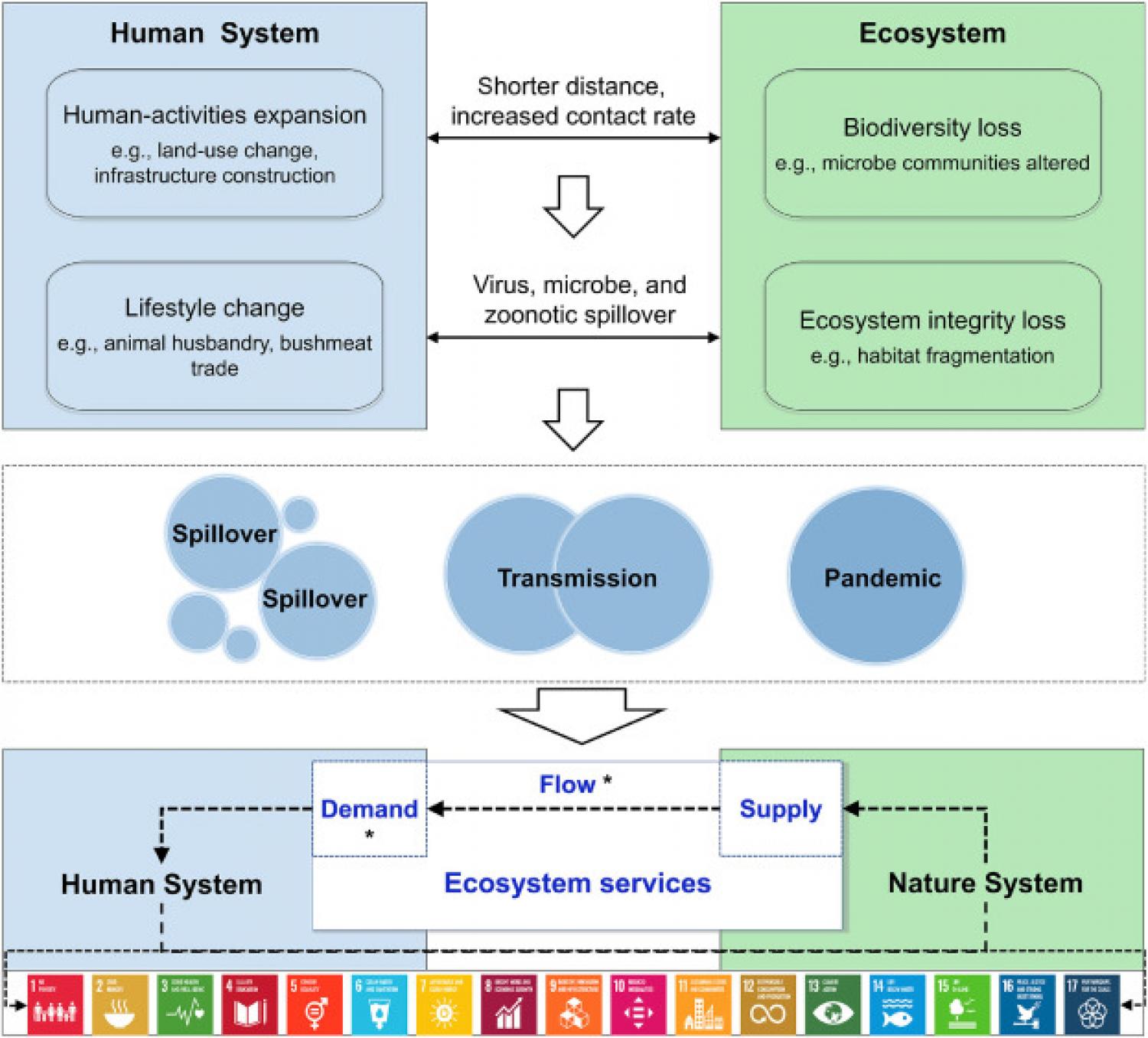 The origin and evolution of the pandemic and its impact on ESs-SDGs. *Human demand for ESs and the flow of ESs are affected by COVID-19 pandemic.