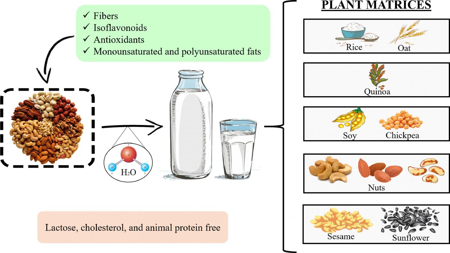 Plant raw materials used for manufacturing plant-based milk.