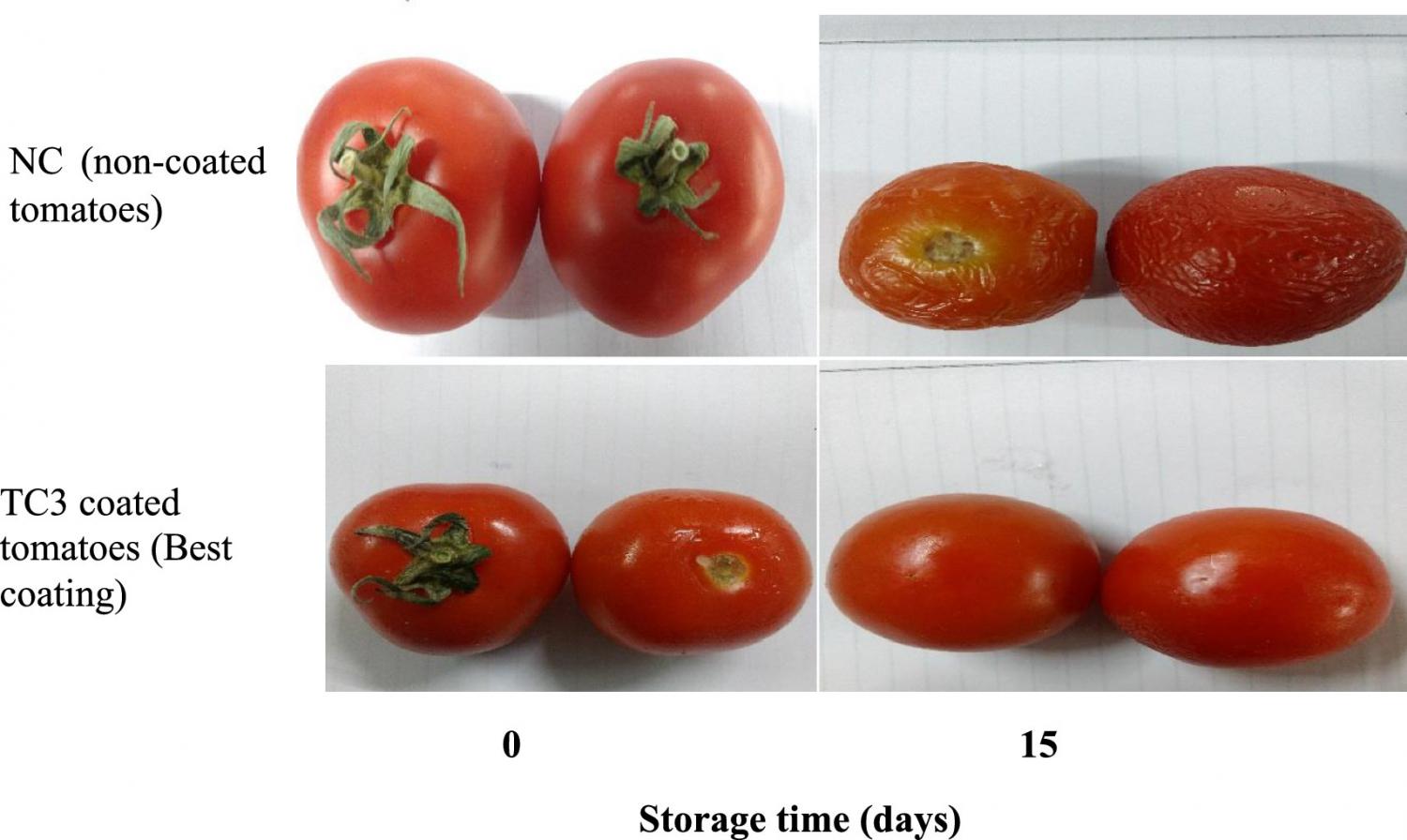 Effect of edible coatings on decay rate of tomato during storage.