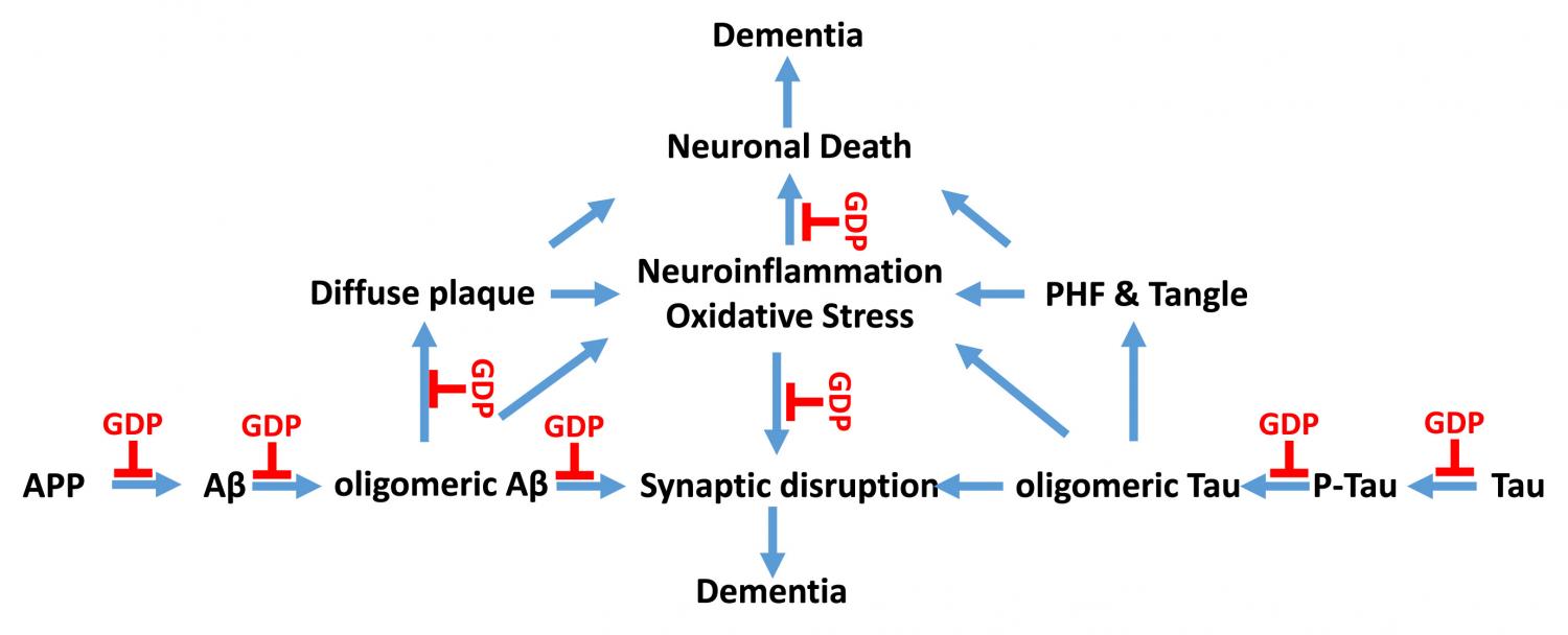 Schematic illustration of the role of grape derived polyphenols (GDP): Simplified AD pathogenic pathways (blue arrows) and the protective actions of GDPs (red lines) are schematically illustrated