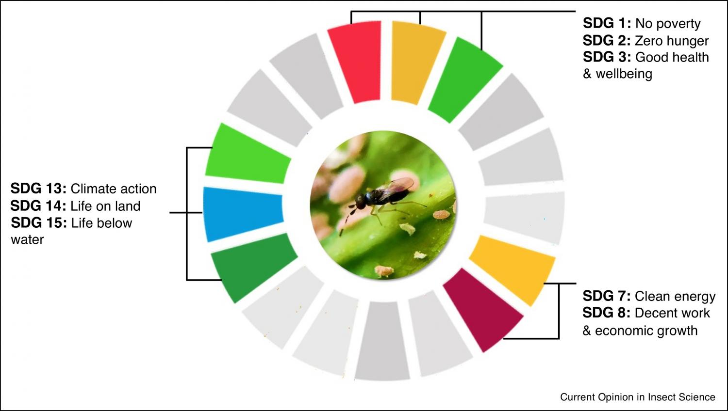Schematic representation of how guided releases of the monophagous parasitoid Anagyrus lopezi fixed multi-faceted sustainability challenges.