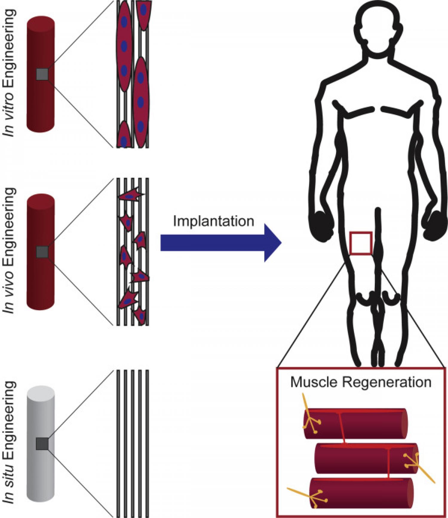 Tissue engineering approaches to regenerate skeletal muscle.