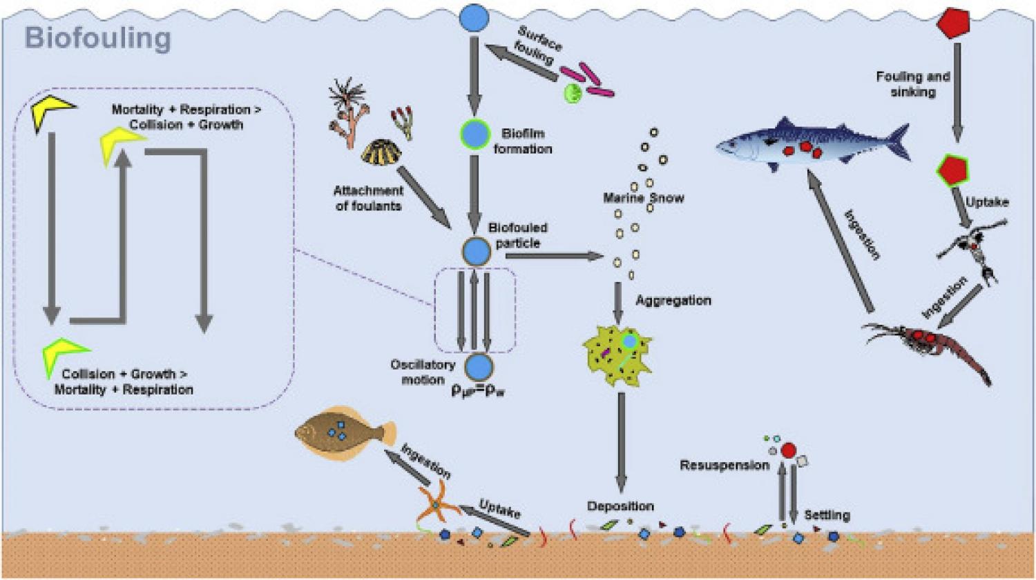 Schematic outlining the process of μP biofouling.