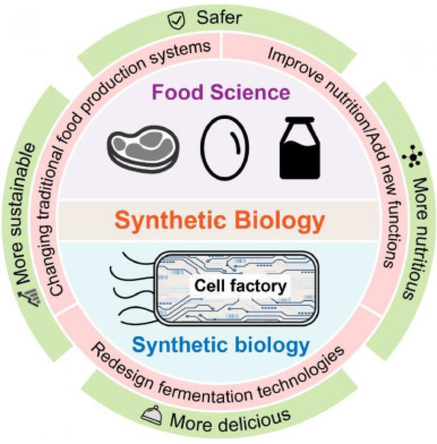Schematic diagram showing the role of synthetic biology in the food industry