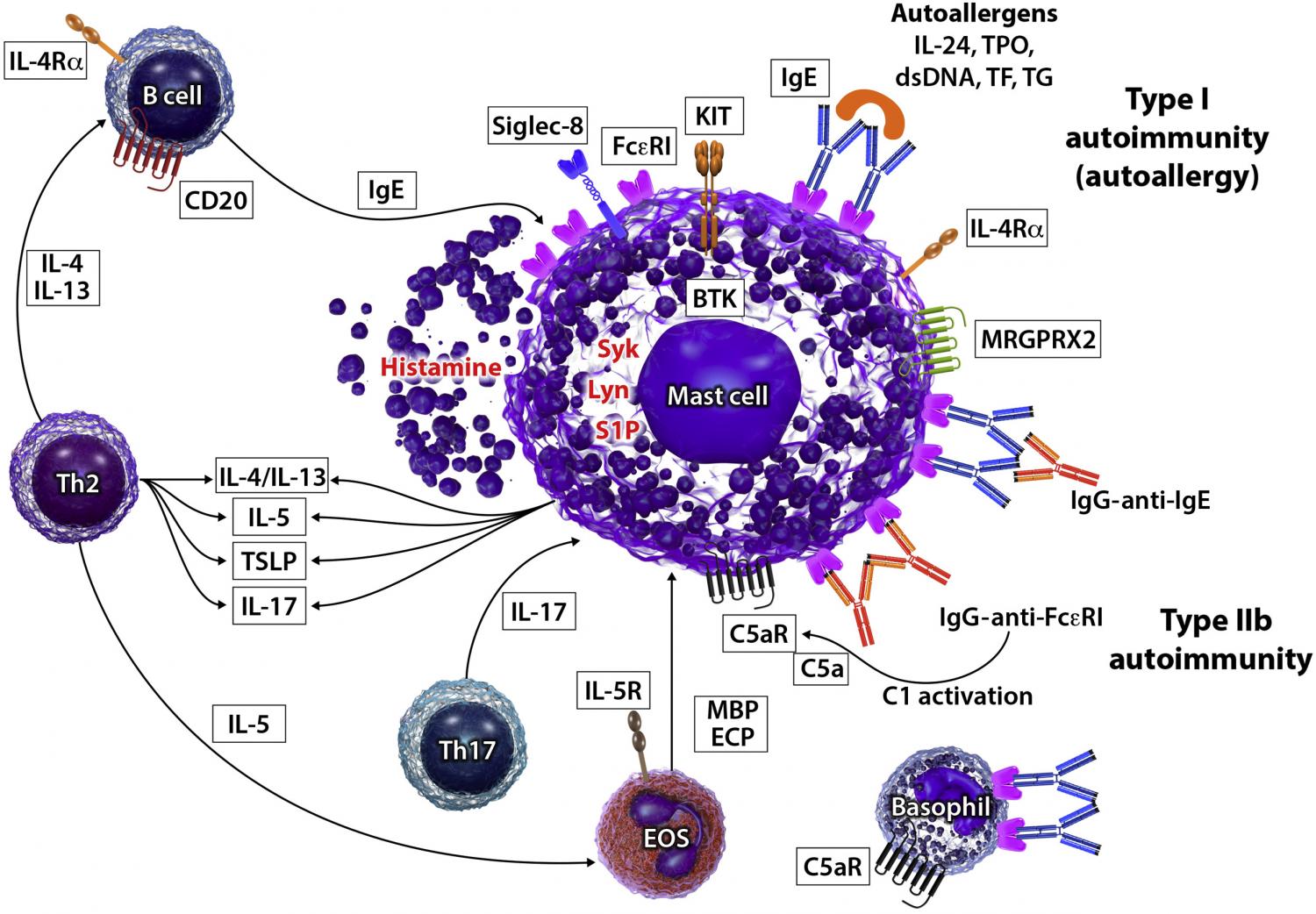 Pathogenesis and endotypes of CSU and possible targets for therapy Mast cells are activated by IgE autoantibodies to autoallergens (type I autoallergy) or IgG-anti-IgE/IgG-anti-FcεRI autoantibodies (type IIb autoimmunity).