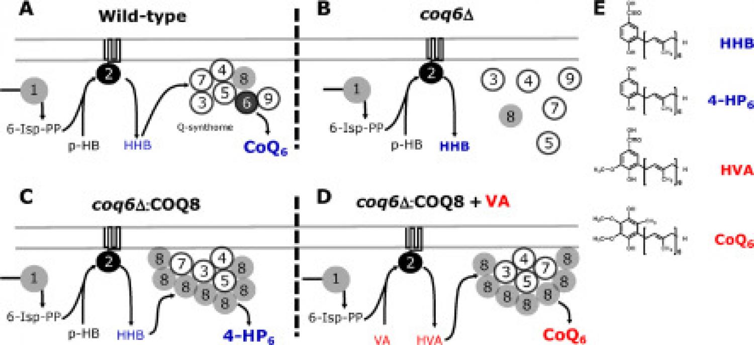 Biological foundations of the CoQ6-bypassing HTS method. Biological foundations of the CoQ6-bypassing HTS method.