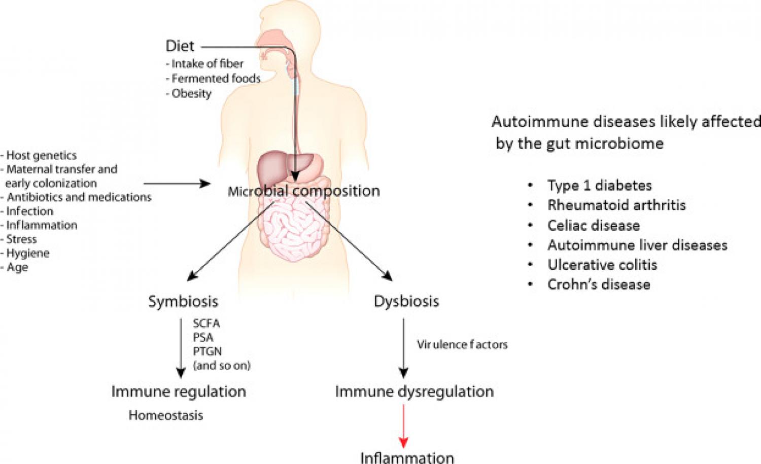 Diet and its effect on the microbiome, as an alternative or additional component