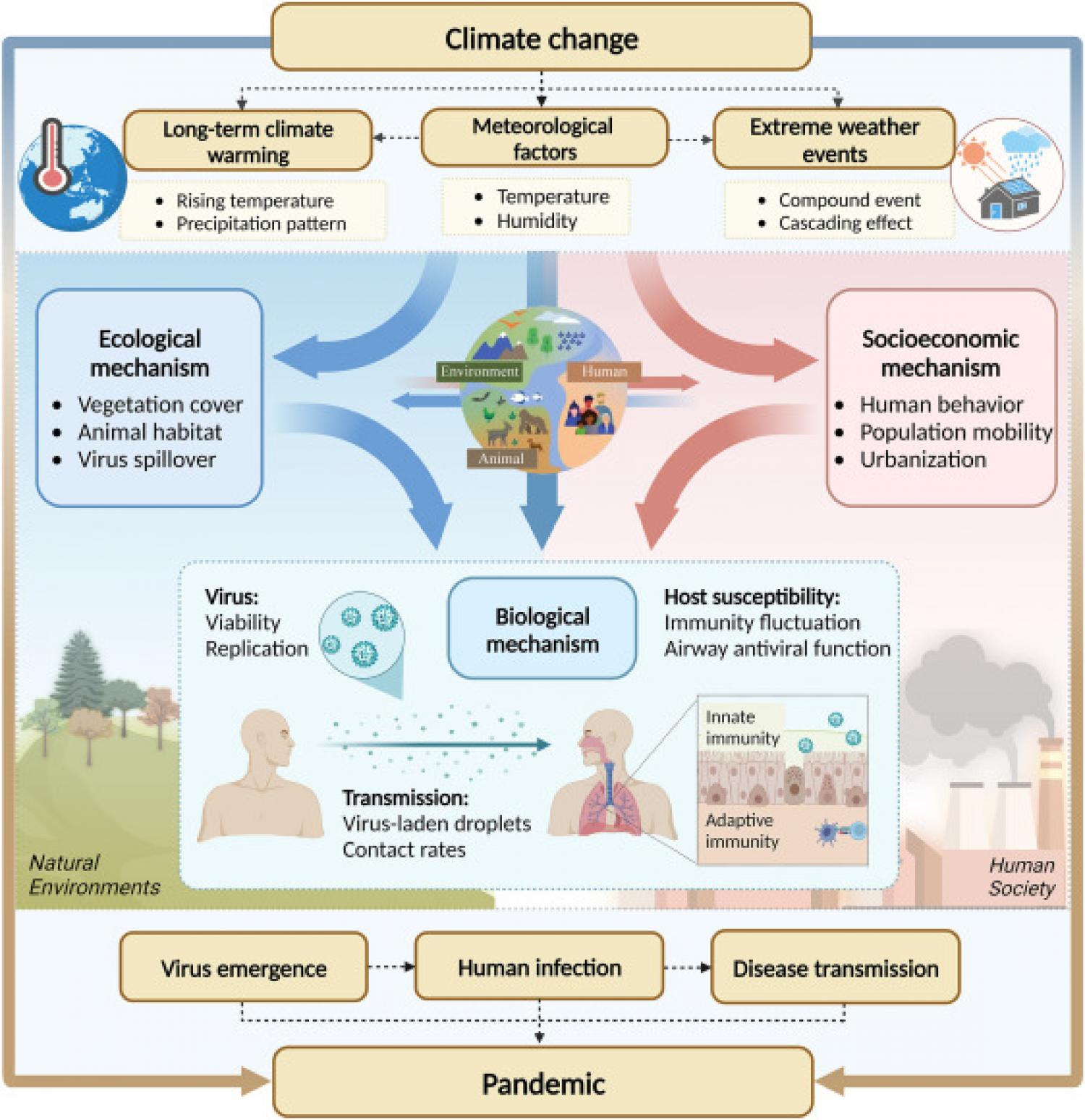 Mechanistic pathways through which climate change influences viral respiratory infections (VRIs)