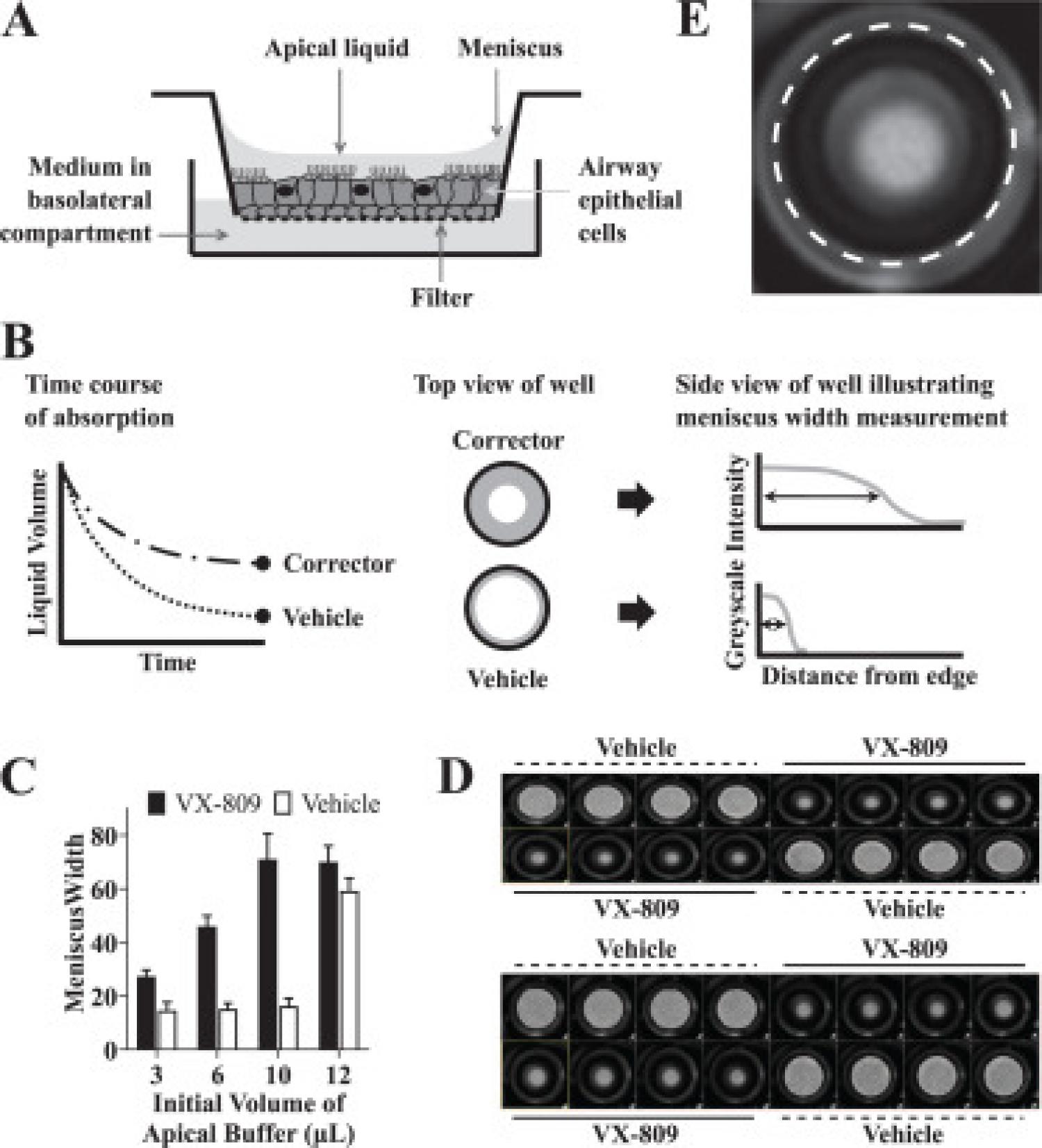 High-Throughput Surface Liquid Absorption and Secretion Assays to Identify F508del CFTR Correctors Using Patient Primary Airway Epithelial Cultures High-Throughput Surface Liquid Absorption and Secretion Assays to Identify F508del CFTR Correctors Using Patient Primary Airway Epithelial Cultures