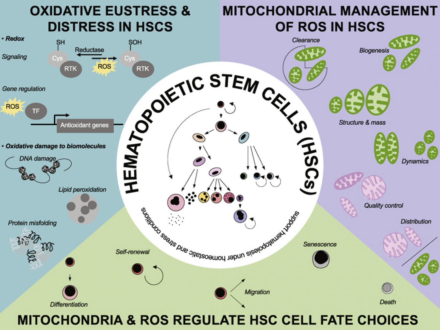 Graphical abstract