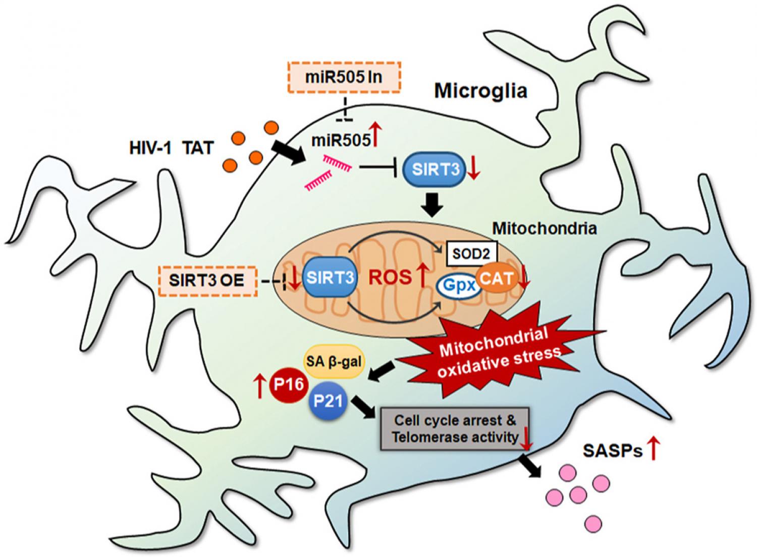 Graphical abstract Graphical abstract