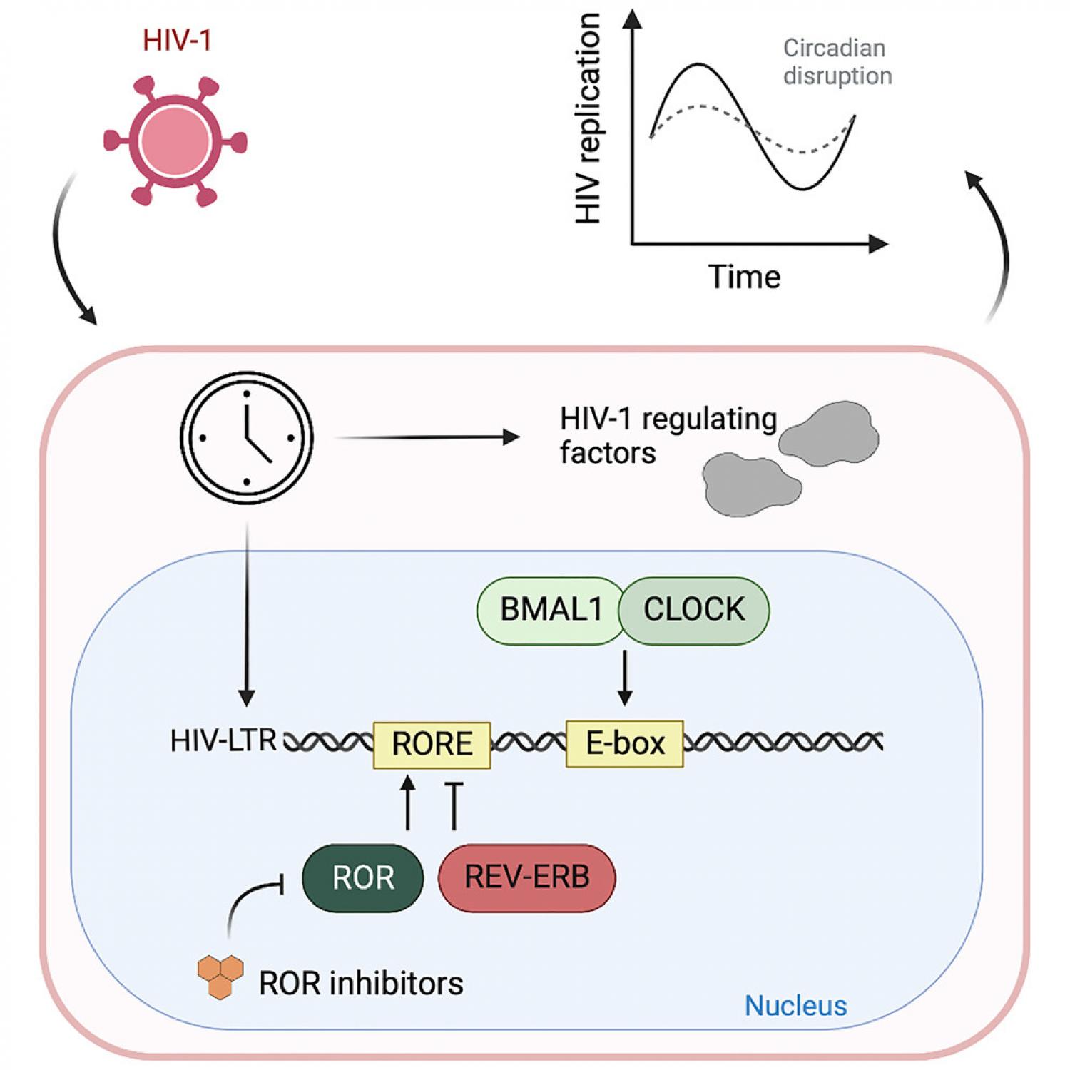 Graphical abstract Circadian rhythms are endogenous daily oscillations that coordinate an organism’s response to its environment and invading pathogens. Peripheral viral loads of HIV-1 infected patients show diurnal variation; however, the underlying mechanisms remain unkno