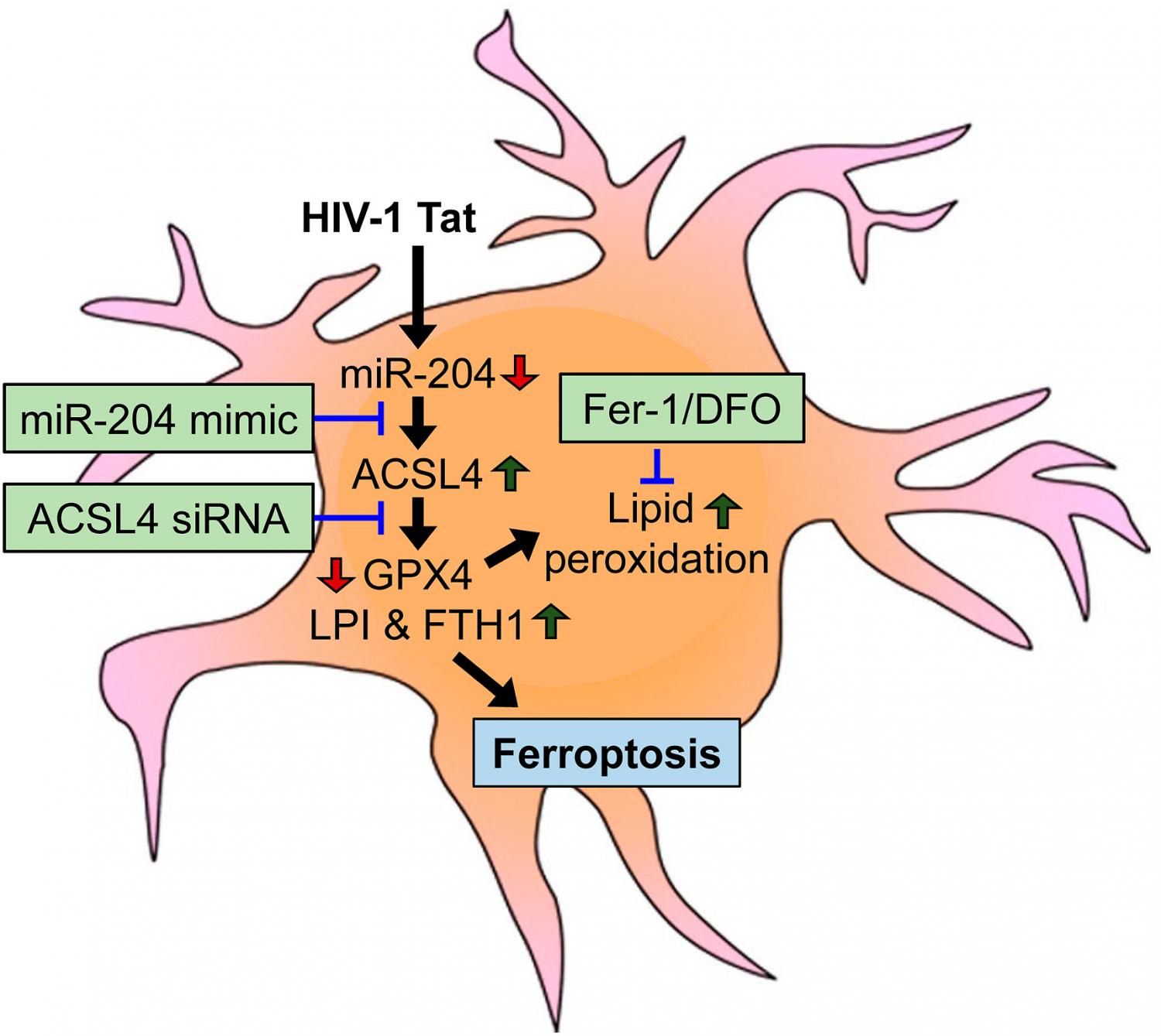 Schematic showing the proposed mechanism involved in HIV-1 Tat-mediated microglial ferroptosis. Schematic showing the proposed mechanism involved in HIV-1 Tat-mediated microglial ferroptosis.