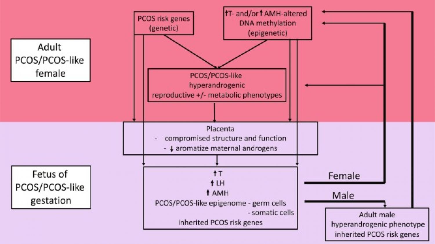 Revised developmental origins for PCOS hypothesis
