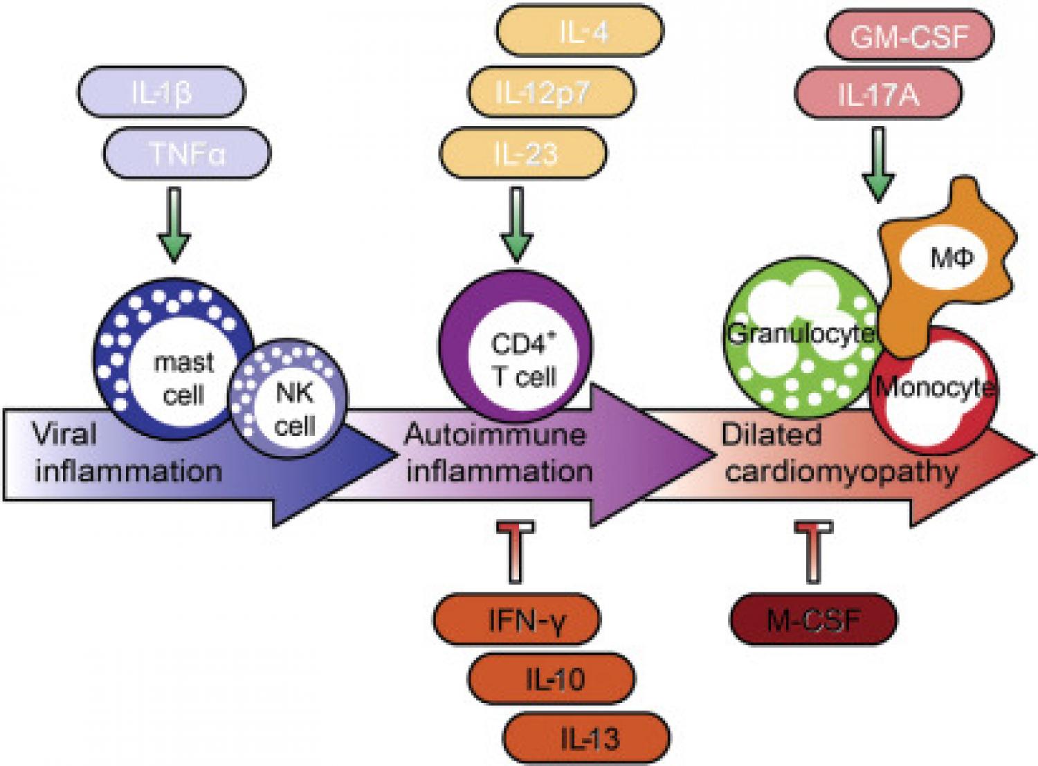 Schematic of the pathogenesis of viral myocarditis