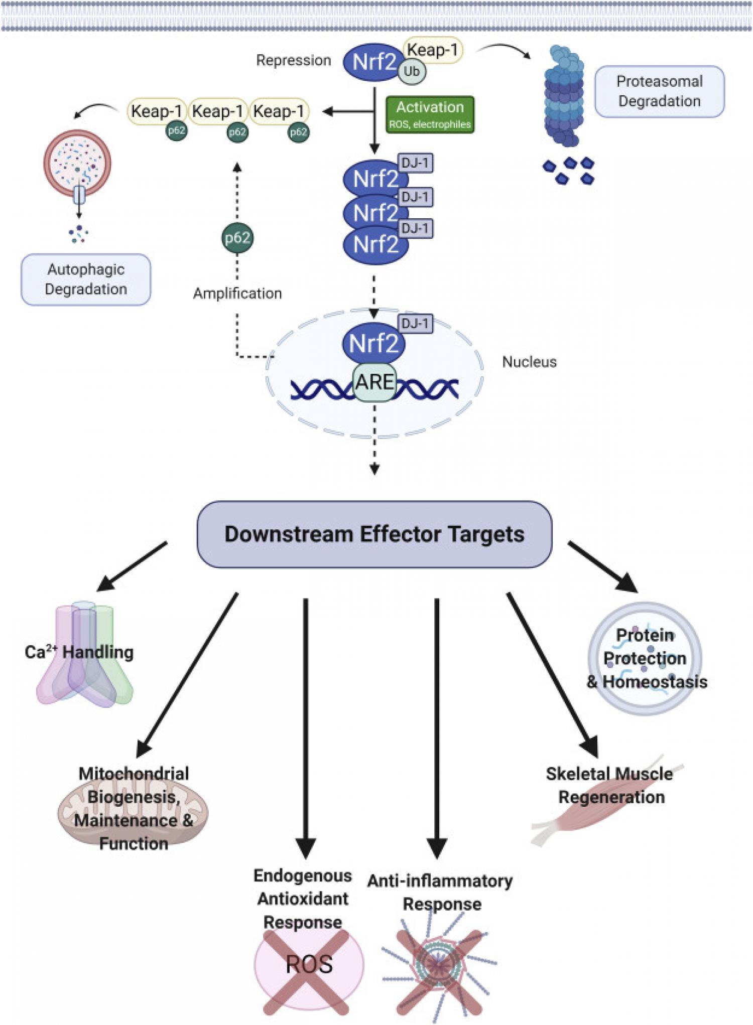 Nuclear erythroid 2-related factor 2 (Nrf2)/Kelch-like ECH-associated protein 1 (Keap1) signalling pathway and its downstream target effects. Nuclear erythroid 2-related factor 2 (Nrf2)/Kelch-like ECH-associated protein 1 (Keap1) signalling pathway and its downstream target effects.