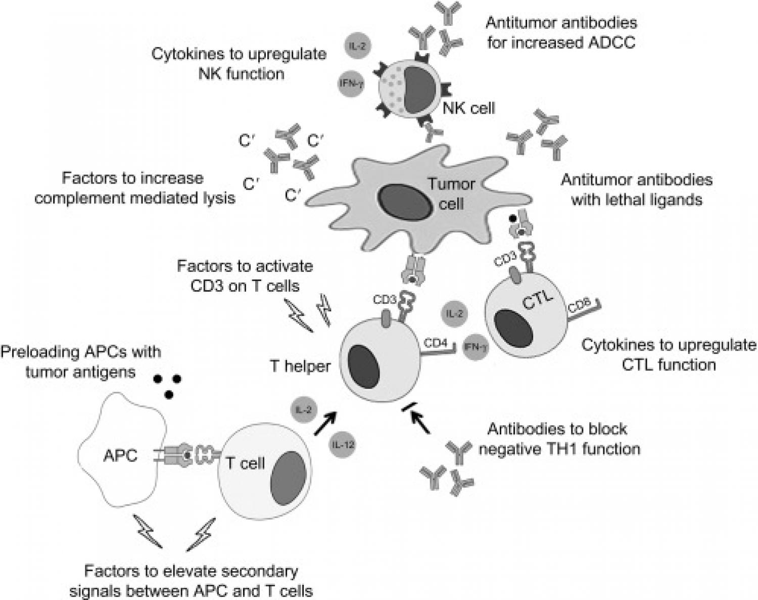Therapeutic interventions to boost anticancer immune function
