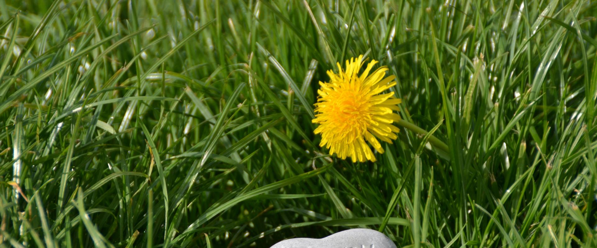 Image of a flower next to a heart shaped rock with the word "Happy" painted on it