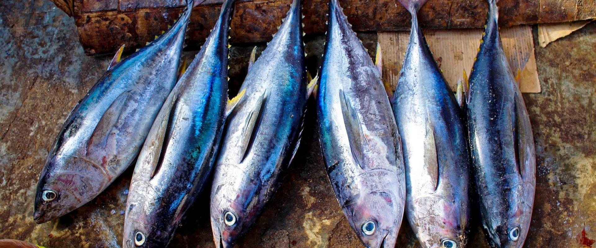 World Tuna Day