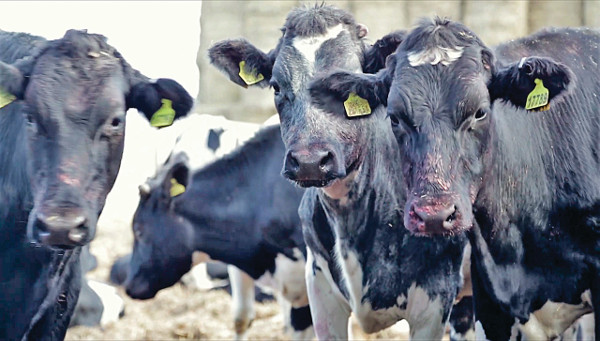 The farm finishes 3000 Holstein Friesian steers annually
